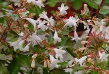 ABELIA GRANDIFLORA