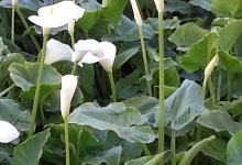 Calla Lily (gelin çiçeği)