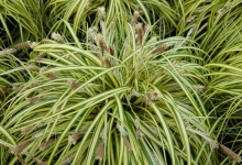 carex-342