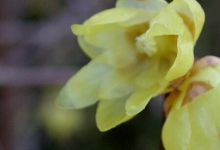 CHIMONANTHUS PRAECOX (Kış Tatlısı)