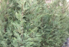 CUPRESSOCYPARIS LEYLANDII (Leylandi ağacı)