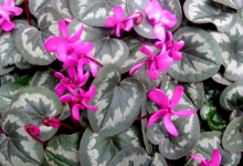 Cyclamen (Siklamen)