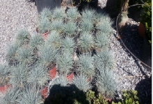 Festuca Glauca (Mavi Çim)