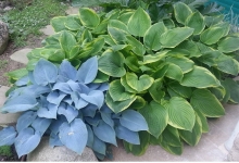 Hosta undulata (süpürge Çiçeği)