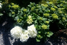 Hydrangea (Ortanca)