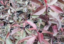 photinia-serrulata-alev-agaci-391