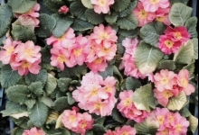 Primula (Çuha Çiçeği)