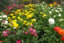 Ranunculus (erengül)