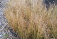 stipa