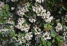 viburnum tinus